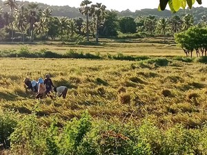 Warga Ngeluh Proyek Irigasi Persawahan Amfoang NTT Belum Rampung