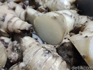 Mengenal Ganyol, Pangan Langka Sumedang yang Kaya Manfaat