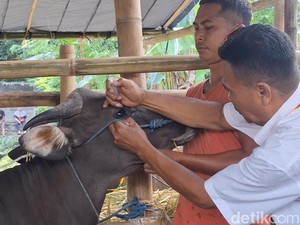 Cek Hewan Kurban Jelang Idul Adha, Distan Mataram Temukan Sapi Sakit Mata