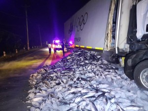 Truk Seruduk Truk di Grobogan, Muatan Ikan Tuna Berserakan di Jalan
