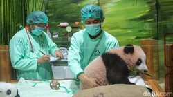 Bayi Panda Pertama di Indonesia Tumbuh Sehat dan Makin Menggemaskan