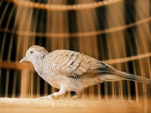 Apa Perbedaan Burung Perkutut, Tekukur, Derkuku, dan Puter? Cek Penjelasannya!
