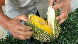 Musim Durian Bikin Kalap, Ini Batas Aman Konsumsinya!