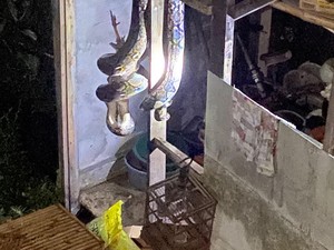 Sanca Jumbo Dibacok Warga Usai Telan Ayam di Kuningan