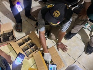 32 Anakan Burung Diselundupkan Lewat Gilimanuk, Disimpan di Bagasi Bus
