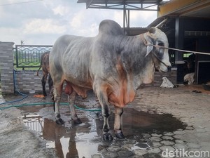 Melihat Mbah Iran, Sapi yang Dibeli Prabowo untuk Kurban di Bantul