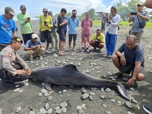 Lumba-Lumba Hidung Botol Mati Terdampar di Pantai Yehsumbul Jembrana