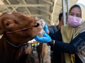 Kabut Asap, DPKP Palangka Raya Ingatkan Pantau Kesehatan Ternak