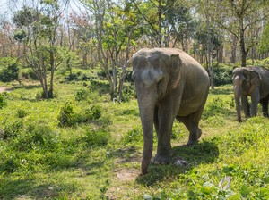 Belasan Gajah di Taman Nasional Kenya Mati, Diduga Keracunan Pestisida