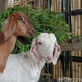 Penampakan kambing milik peternak di Desa Suela, Kecamatan Suela, Lombok Timur, NTB, Selasa (19/5/2026). (Foto: Sanusi Ardi W/detikBali)