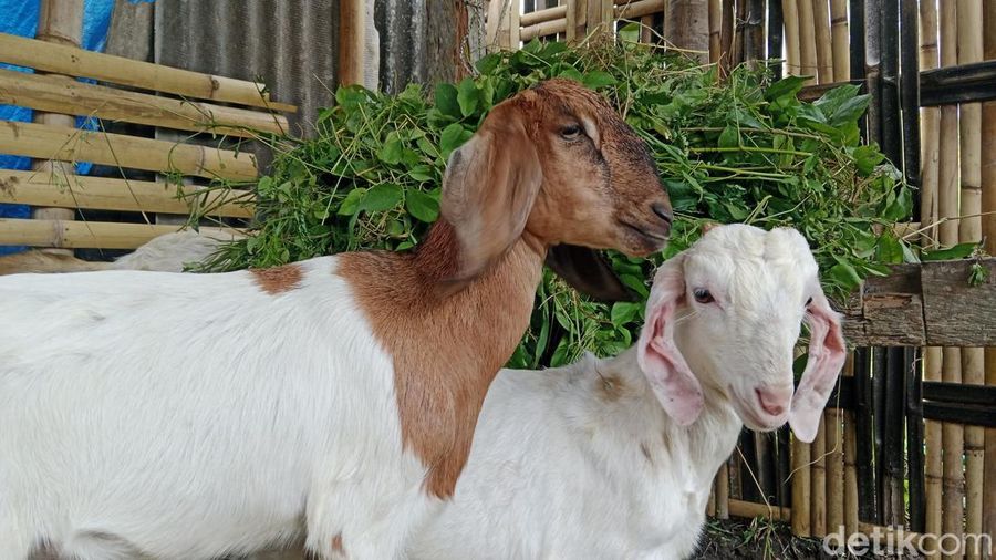 Penampakan kambing milik peternak di Desa Suela, Kecamatan Suela, Lombok Timur, NTB, Selasa (19/5/2026). (Foto: Sanusi Ardi W/detikBali)