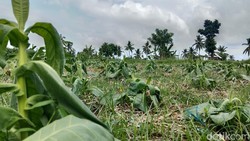 Cuaca Tak Menentu, Petani Tembakau di Lombok Timur Terancam Gagal Panen