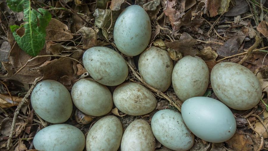 Telur bebek. (Dok. Pixabay)