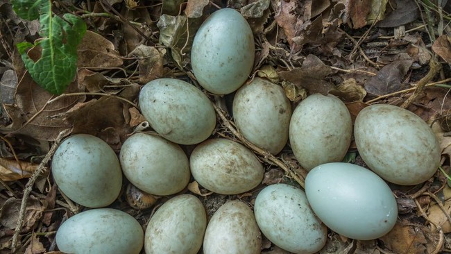 Peternak Dorong Telur Bebek Masuk Menu MBG