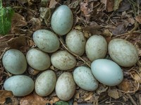 Telur bebek. (Dok. Pixabay)