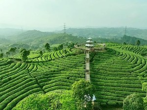 Ketelitian hingga Konsistensi Dijaga Sejak Awal untuk Rasa Teh Berkualitas