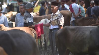 Negosiasi di Balik Kain, Tradisi Marosok Ramai Jelang Idul Adha