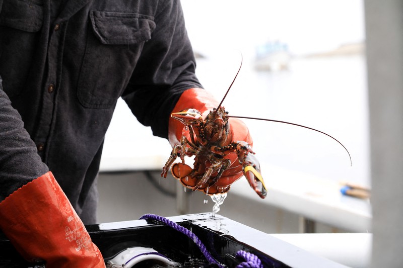 Chris Welch, seorang nelayan lobster, mengemudikan perahunya kembali ke tempat tambatan setelah mengisi bahan bakar diesel di Kennebunkport, Maine, AS, 13 Mei 2026. (REUTERS/Lauren Owens Lambert)