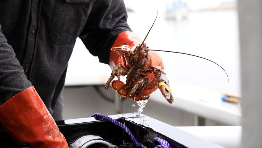 Andrew Goulden, seorang nelayan lobster, menurunkan hasil tangkapannya hari itu di Kennebunkport, Maine, AS, 13 Mei 2026.