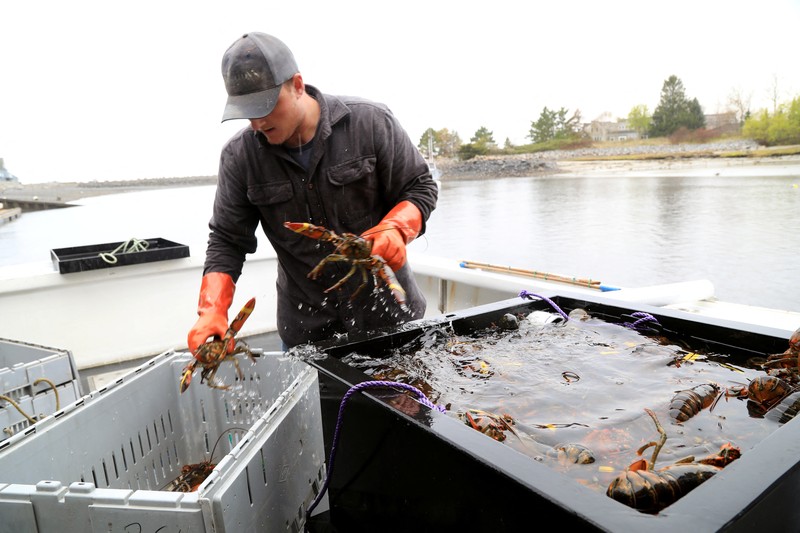 Chris Welch, seorang nelayan lobster, mengemudikan perahunya kembali ke tempat tambatan setelah mengisi bahan bakar diesel di Kennebunkport, Maine, AS, 13 Mei 2026. (REUTERS/Lauren Owens Lambert)