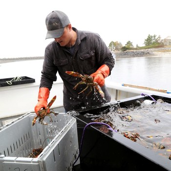 Andrew Goulden, seorang nelayan lobster, menurunkan hasil tangkapannya hari itu di Kennebunkport, Maine, AS, 13 Mei 2026. )(REUTERS/Lauren Owens Lambert)
