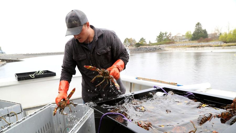 Andrew Goulden, seorang nelayan lobster, menurunkan hasil tangkapannya hari itu di Kennebunkport, Maine, AS, 13 Mei 2026.