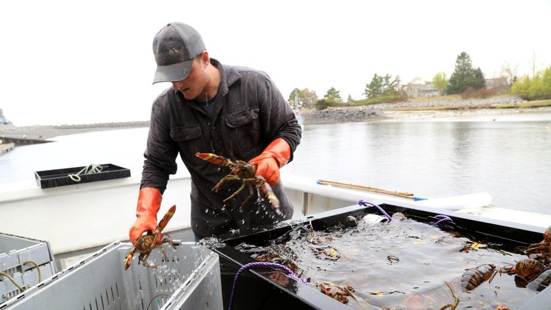 Andrew Goulden, seorang nelayan lobster, menurunkan hasil tangkapannya hari itu di Kennebunkport, Maine, AS, 13 Mei 2026.
