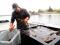 Andrew Goulden, seorang nelayan lobster, menurunkan hasil tangkapannya hari itu di Kennebunkport, Maine, AS, 13 Mei 2026. )(REUTERS/Lauren Owens Lambert)