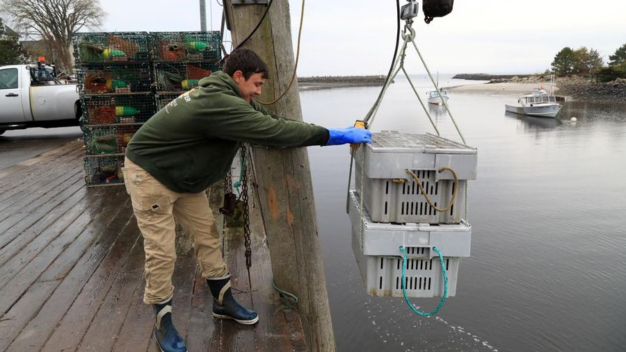 Evan Sanborn, seorang juru mudi kapal, membantu menurunkan hasil tangkapan hari itu di Kennebunkport, Maine, AS, 13 Mei 2026.