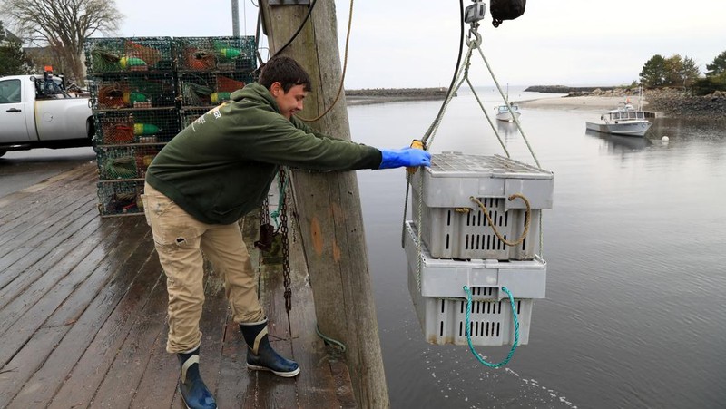Evan Sanborn, seorang juru mudi kapal, membantu menurunkan hasil tangkapan hari itu di Kennebunkport, Maine, AS, 13 Mei 2026.