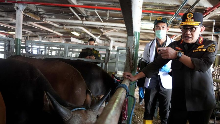 Kepala Badan Karantina Indonesia Abdul Kadir Karding turun langsung mengecek kedatangan sapi kurban asal Kupang, Nusa Tenggara Timur (NTT), di Pelabuhan Kade 108 Tanjung Priok, Jakarta Utara, Kamis (21/5/2026). (Humas Barantin)
