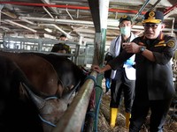 Kepala Badan Karantina Indonesia Abdul Kadir Karding turun langsung mengecek kedatangan sapi kurban asal Kupang, Nusa Tenggara Timur (NTT), di Pelabuhan Kade 108 Tanjung Priok, Jakarta Utara, Kamis (21/5/2026). (Humas Barantin)