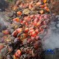 Kolase foto Batu Bara, Biji Sawit, dan Verro Alloy. (CNBC Indonesia)