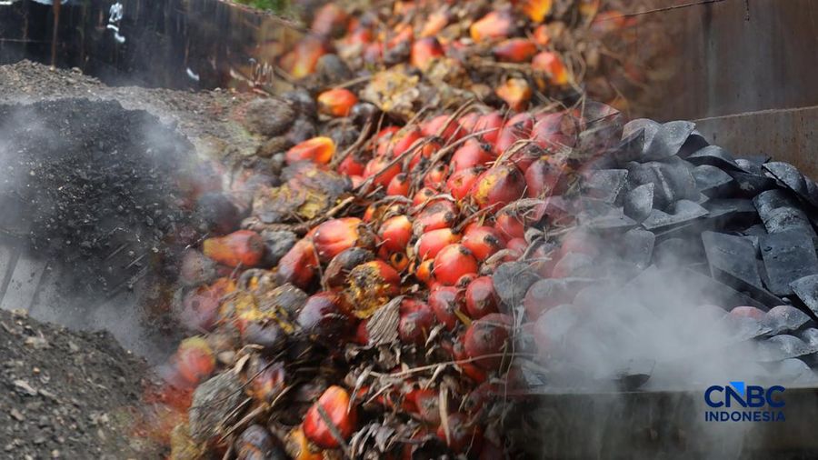 Kolase foto Batu Bara, Biji Sawit, dan Verro Alloy. (CNBC Indonesia)