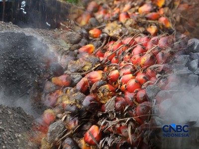 Kolase foto Batu Bara, Biji Sawit, dan Verro Alloy. (CNBC Indonesia)