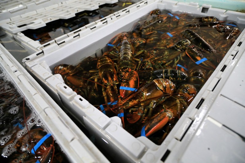 Chris Welch, seorang nelayan lobster, mengemudikan perahunya kembali ke tempat tambatan setelah mengisi bahan bakar diesel di Kennebunkport, Maine, AS, 13 Mei 2026. (REUTERS/Lauren Owens Lambert)