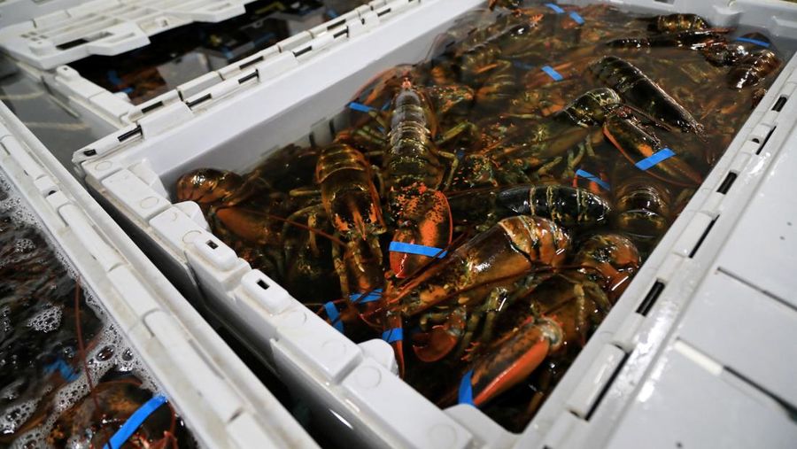 Lobster-lobster diletakkan di dalam peti di The Lobster Co di Kennebunk, Maine, AS, 13 Mei 2026.