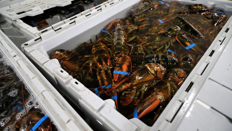 Lobster-lobster diletakkan di dalam peti di The Lobster Co di Kennebunk, Maine, AS, 13 Mei 2026.
