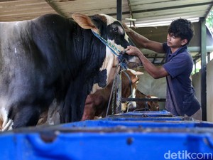 Prabowo Bagikan 1.098 Sapi Kurban, Anggaran Rp 100 M