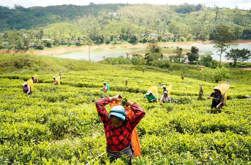 Seorang pekerja menurunkan karung berisi daun teh yang baru dipetik dari sebuah kendaraan di Perkebunan Teh Dunkeld di Hatton, Sri Lanka, 29 April 2026. (REUTERS/Akila Jayawardena)
