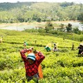 Para pekerja di Perkebunan Teh Dunkeld memanen daun teh di sebuah ladang di Hatton, Sri Lanka, 30 April 2026. (REUTERS/Akila Jayawardena)
