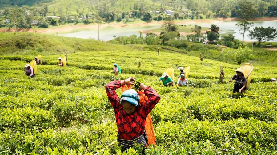 Para pekerja di Perkebunan Teh Dunkeld memanen daun teh di sebuah ladang di Hatton, Sri Lanka, 30 April 2026.