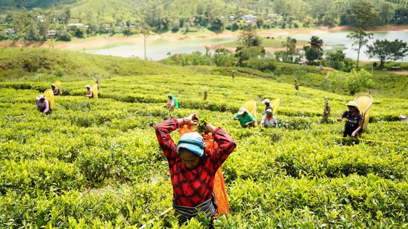 Para pekerja di Perkebunan Teh Dunkeld memanen daun teh di sebuah ladang di Hatton, Sri Lanka, 30 April 2026.
