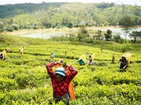Para pekerja di Perkebunan Teh Dunkeld memanen daun teh di sebuah ladang di Hatton, Sri Lanka, 30 April 2026. (REUTERS/Akila Jayawardena)