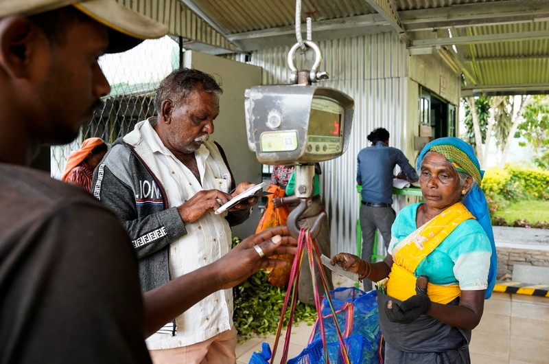 Seorang pekerja menurunkan karung berisi daun teh yang baru dipetik dari sebuah kendaraan di Perkebunan Teh Dunkeld di Hatton, Sri Lanka, 29 April 2026. (REUTERS/Akila Jayawardena)