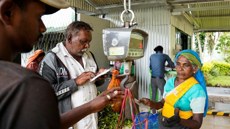 Para pekerja menimbang karung berisi daun teh yang baru dipetik di pusat pengumpulan di Perkebunan Teh Dunkeld di Hatton, Sri Lanka, 29 April 2026.