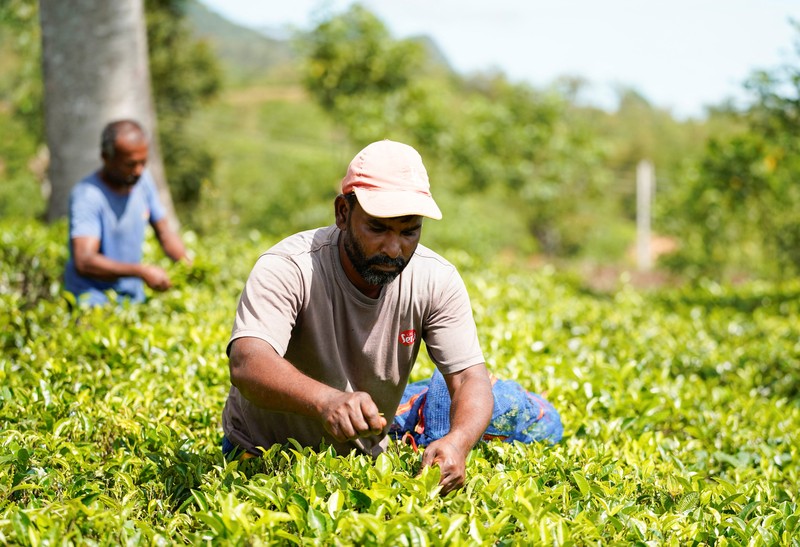 Seorang pekerja menurunkan karung berisi daun teh yang baru dipetik dari sebuah kendaraan di Perkebunan Teh Dunkeld di Hatton, Sri Lanka, 29 April 2026. (REUTERS/Akila Jayawardena)