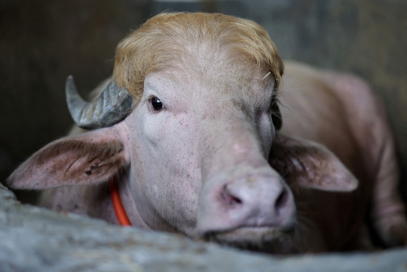 Seekor kerbau albino kurban yang diberi nama sesuai nama Presiden AS Donald Trump di Narayanganj, Bangladesh, Rabu (20/5/2026). (REUTERS/Mohammad Ponir Hossain)
