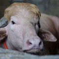 Seekor kerbau albino kurban yang diberi nama sesuai nama Presiden AS Donald Trump di Narayanganj, Bangladesh, Rabu (20/5/2026). (REUTERS/Mohammad Ponir Hossain)