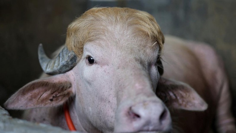 Seekor kerbau albino kurban yang diberi nama sesuai nama Presiden AS Donald Trump di Narayanganj, Bangladesh, Rabu (20/5/2026). (REUTERS/Mohammad Ponir Hossain)